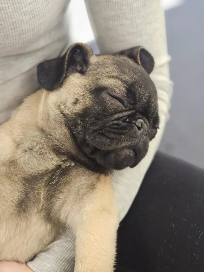 Fawn pug sleeping while being held at home