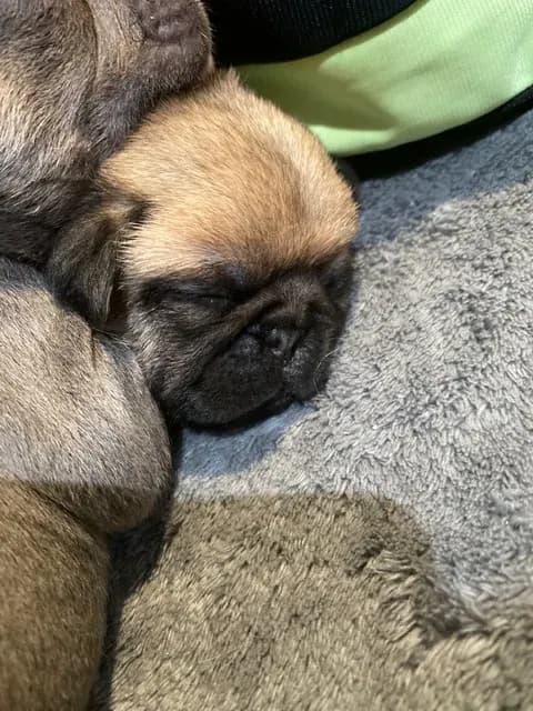 Very young fawn pug puppy sleeping beside its littermates