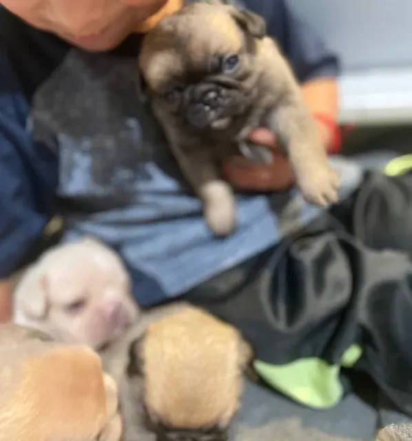 Person holding a young pug puppy with littermates nearby