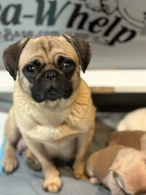 Adult fawn pug sitting beside her puppies