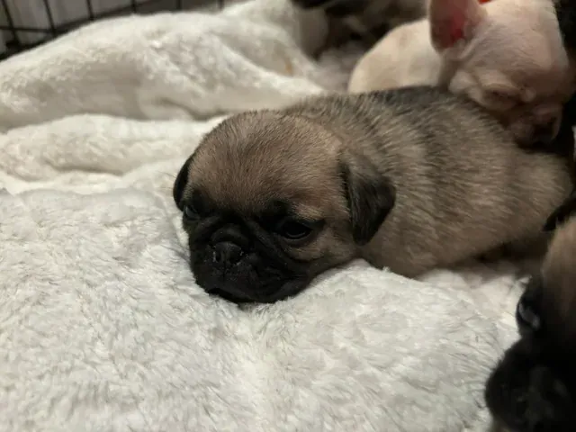 Young pug puppies resting together on a soft white blanket