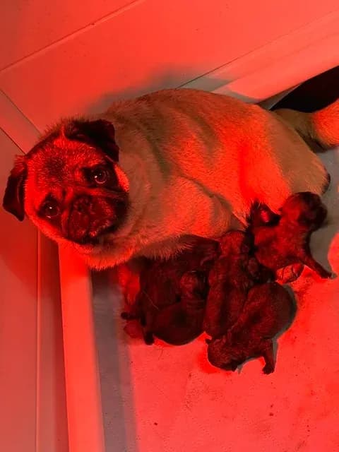 Mother pug nursing a newborn litter in a warm whelping area