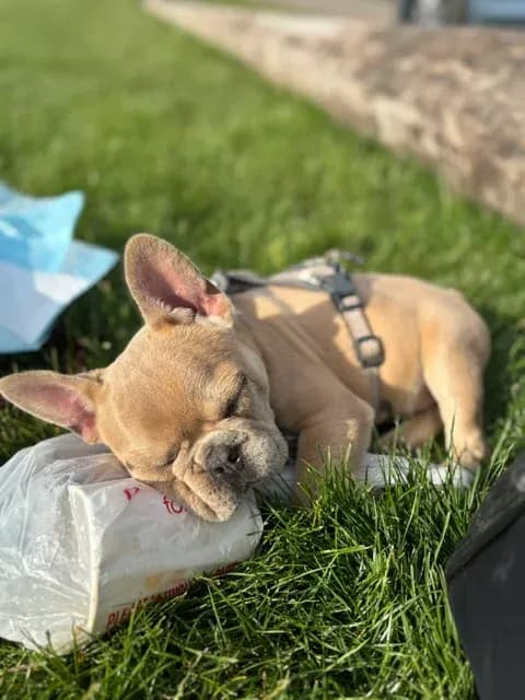 Small cream puppy sleeping outside in the grass