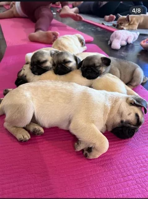 A group of young pug puppies sleeping in a pile on a pink mat