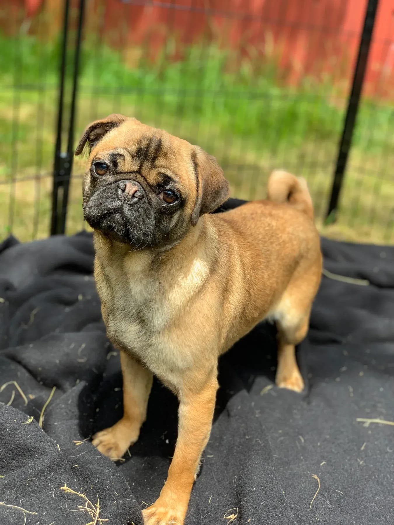 Fawn pug standing outdoors and looking toward the camera