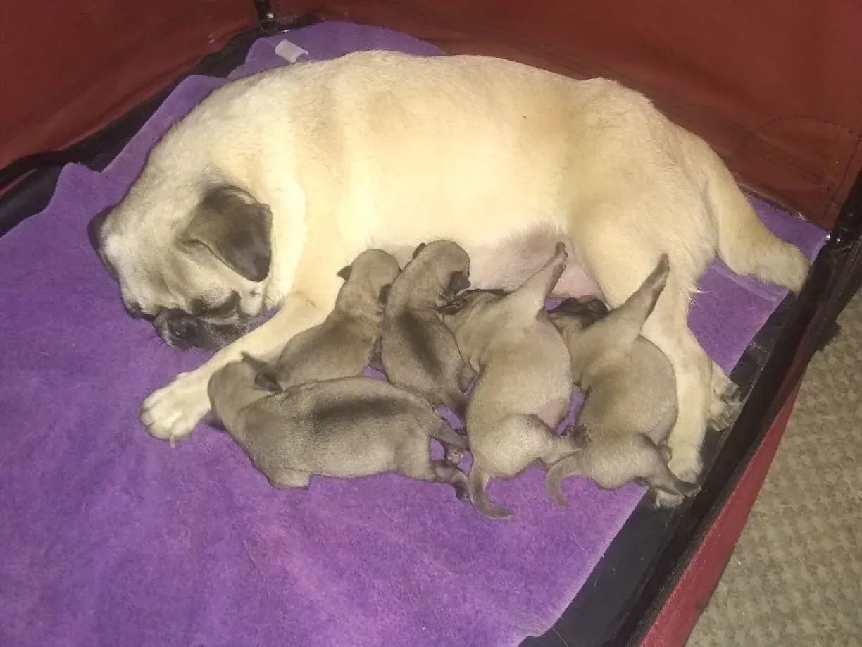 Mother pug resting with her nursing puppies in a home setting