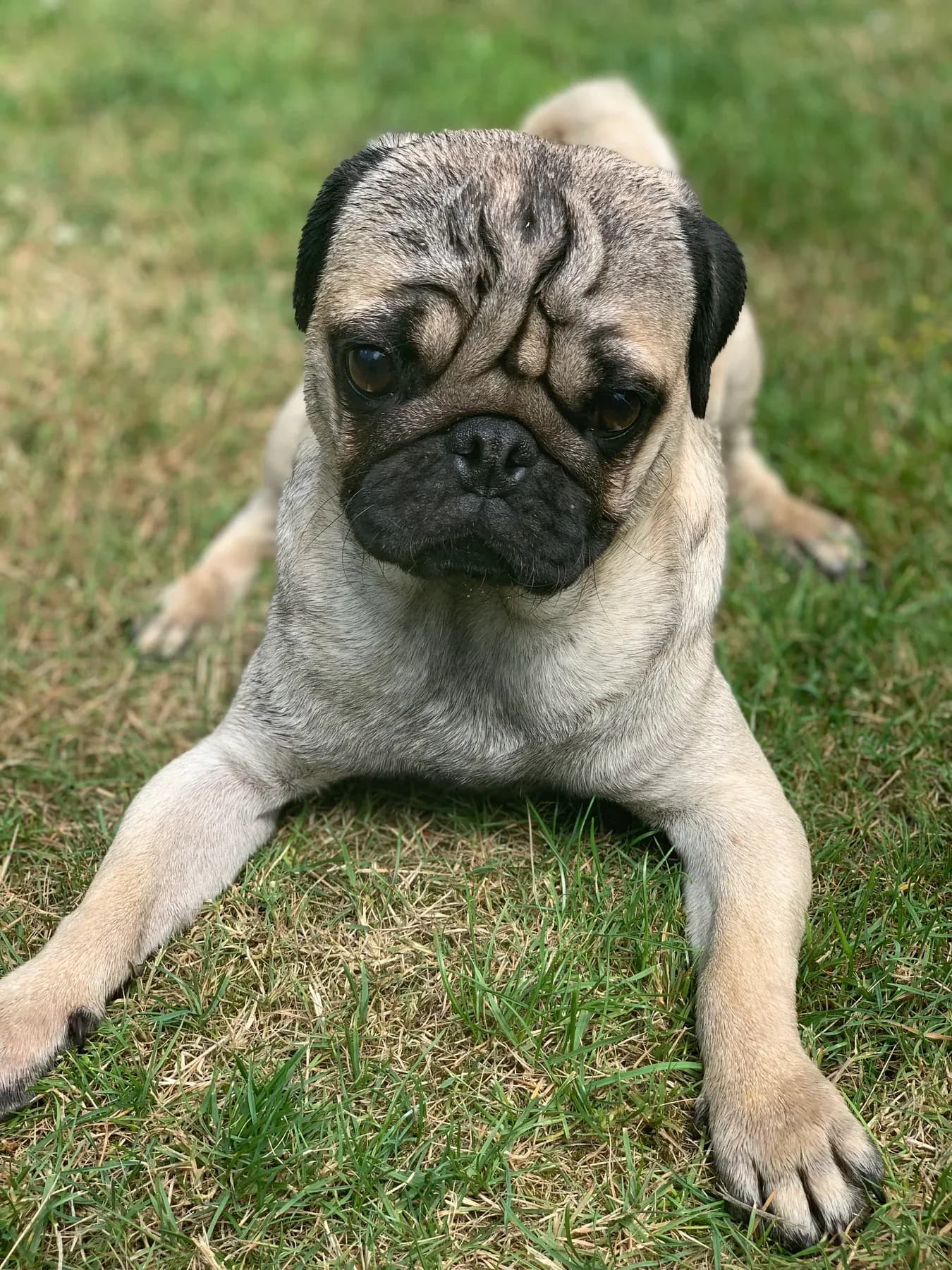 Fawn pug lying in the grass outdoors