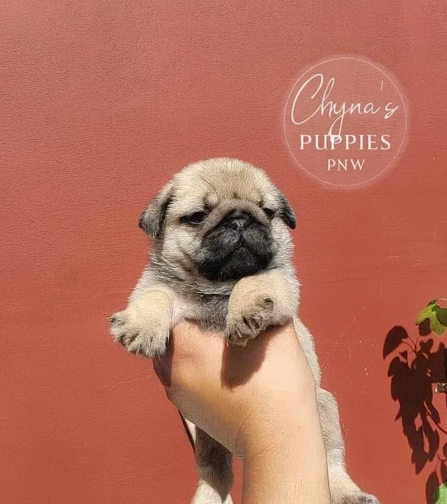 Young fawn pug puppy held outside in the sunshine