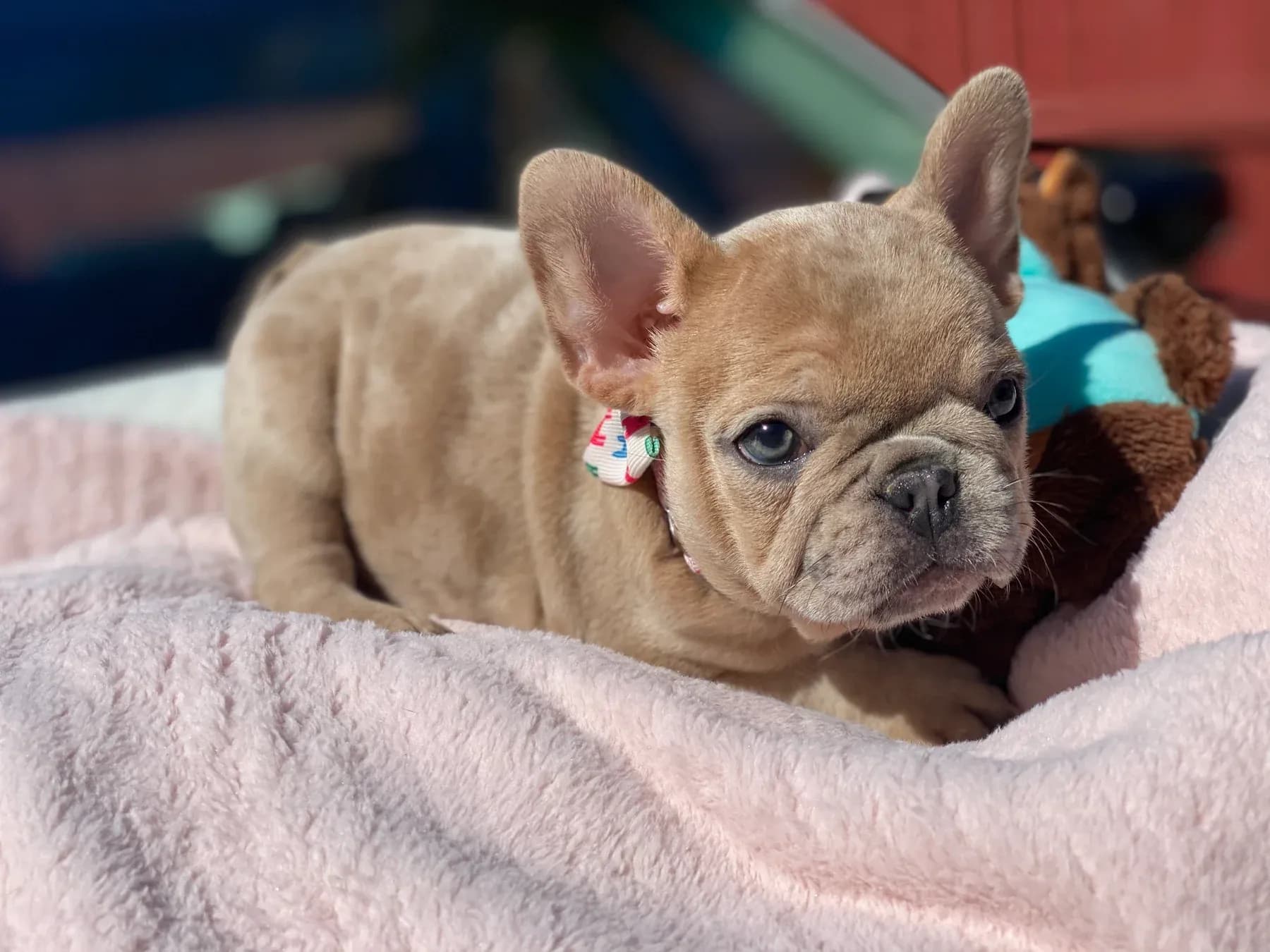 Cream French Bulldog puppy relaxing on a blanket